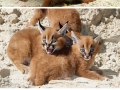 Caracals