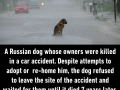 What did we do to deserve dogs