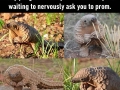 Baby pangolins