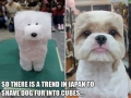 Just Japan
