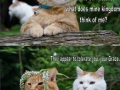 The New King