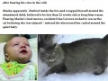 When cats aren't a**holes
