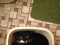 Cats are fluid