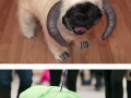 Terrifyingly pawsome Halloween dog costumes