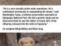 100 y/o tortoise saves his entire species from extinction