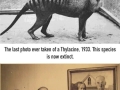 Captivating historical photographs