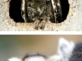 Terribly hungover animals
