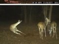 Deer are weird
