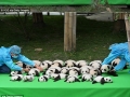 Baby panda face-plants and tumbles