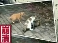 Husband found wife cheating