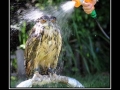 Self Control