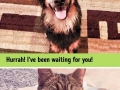 Cats VS Dogs