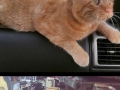 Couple take a chance on sad shelter cat