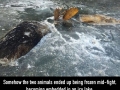 Two fighting moose frozen in ice