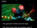 Mantis shrimp