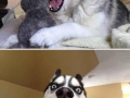 Funny husky expressions