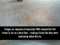 Japanese ice skating rink with 5,000 fish frozen inside