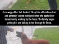 Dog was left at a shelter