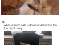 Animal memes that'll make you laugh