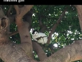 Sniper cat