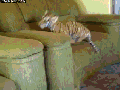 Yeah.. you better run