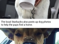 Shelter takes dogs for puppuccinos