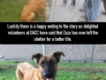 Zuzu the german shepherd has a happy ending