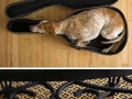 If it fits I sits!