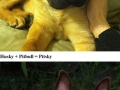 Funny cross-breeding of dogs