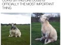Cows sitting like dogs