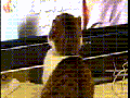 Yet another shocked cat