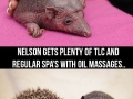 Meet Nelson, the bald hedgehog