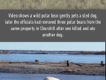 Animal world is as chaotic as human world
