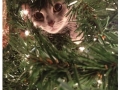Cats who are really excited about xmas trees