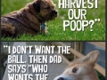 Dog's perspective
