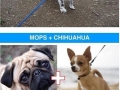Awesome dog cross-breeds