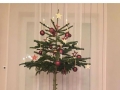 Genius hooman found a way to protect xmas trees