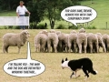 Sheep Dog Conspiracy
