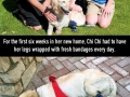 Chi Chi the golden retriever