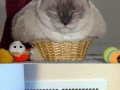 Cats being cats