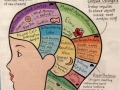 Inside a toddler's brain