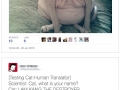 The best cat tweets of 2016