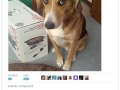 The best dog tweets of 2016