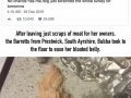Dog eats familys entire xmas turkey