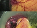 How a chicken is born from an egg