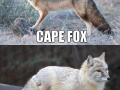 Foxes
