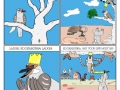 Kookaburra
