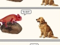A dog and a chameleon
