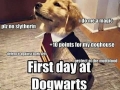 Such wizardry, much wow