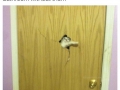 Open diz door hooman!